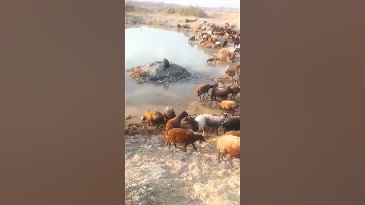 The sheep were drinking water here, but the crocodile attacked them #crocodile #shorts #short #viral