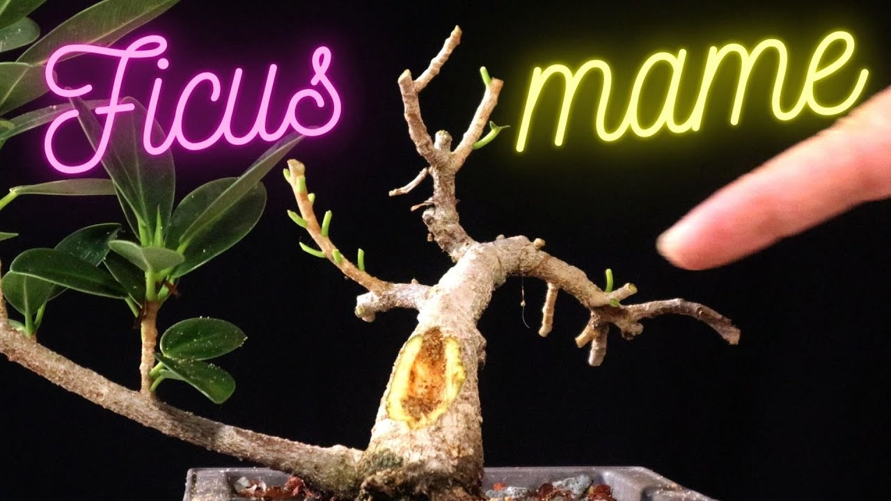 Ficus mame bonsai. Ficus microcarpa. Green mound. YouTube