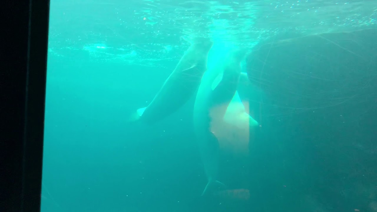 May 1, 2018 camera iphone 8 plus apk