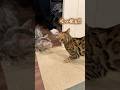 病院の匂いがついた相方にキレ散らかす猫 #ベンガル #ルトロゼ #猫