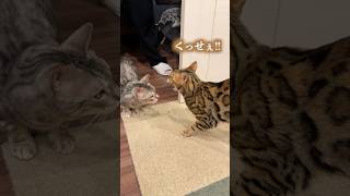 病院の匂いがついた相方にキレ散らかす猫 #ベンガル #ルトロゼ #猫