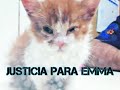NO MAS INSULTOS CONTRA LA ASESINA DE EMMA (análisis y mi opinión sobre el caso de la gatita emma)