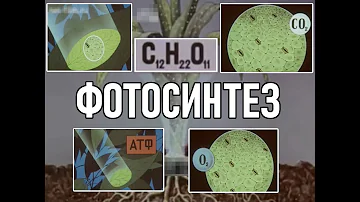 Воздушное питание растений (фотосинтез)