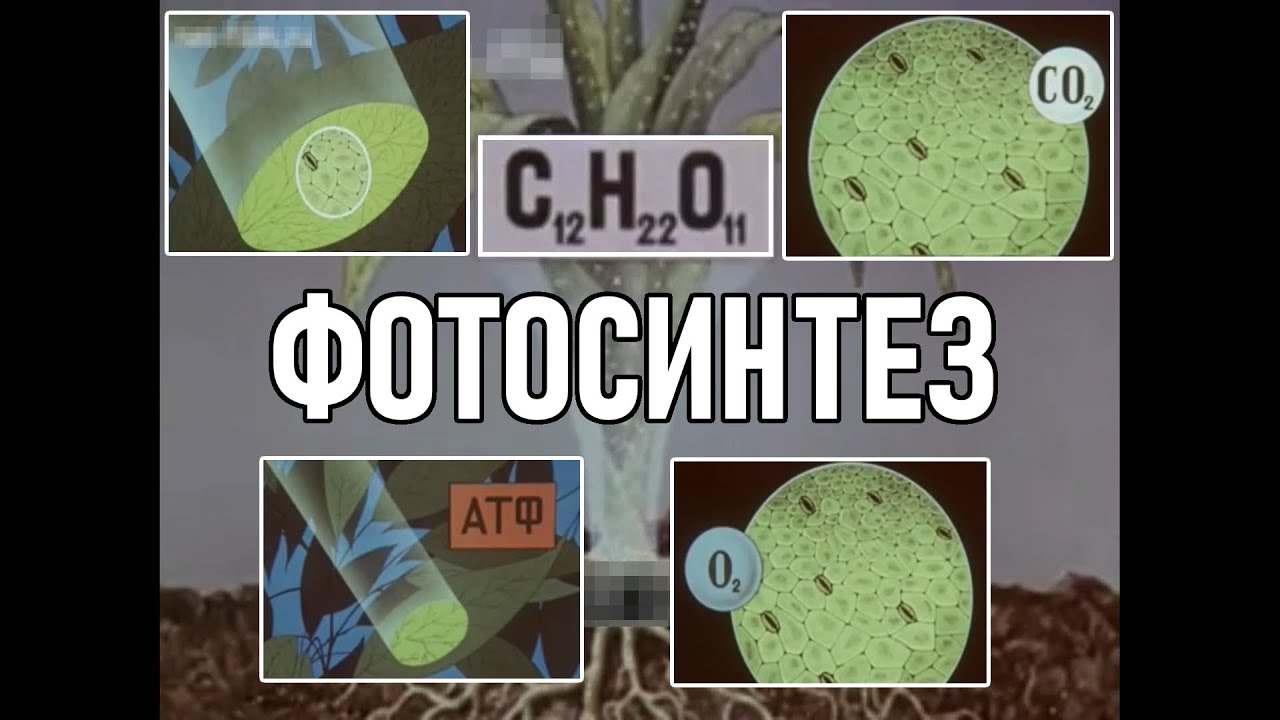 Воздушное питание растений (фотосинтез) - YouTube
