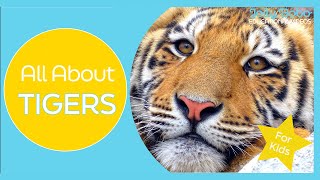 All About Tigers | Educational Videos for Kids | Learn Animal Facts & Animal Sounds | Jolly Bobo |