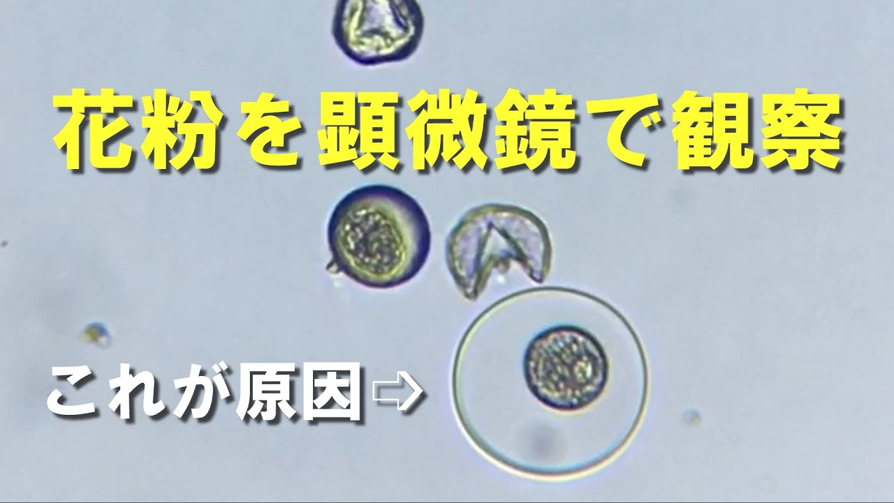 花粉が破裂？粘膜に炸裂！　顕微鏡で知る花粉症のメカニズム