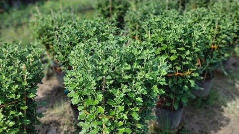 Cung Cấp Hoa Cúc Đại Đoá Tết 2023 Doãn An Minh Kiên Giang 24/11/2022 ÂL Đệ Tử Thứ 5 Chân Truyền