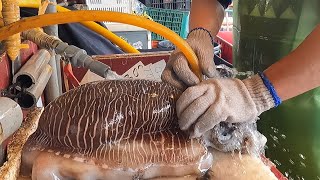Unique live cuttlefish cutting skill for Sashimi \/ 美味野生活花枝生魚片製作 - Taiwan street food
