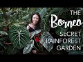 Borneo SECRET RAINFOREST Private Garden + 8 Creative Tropical Garden Design Tips!