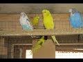 Плановый осмотр гнезд у волнистых попугаев
