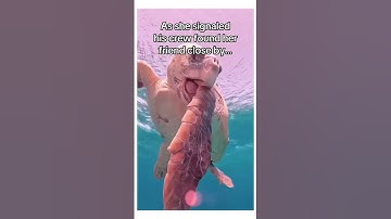 Thumbnail of Sea turtle lead the man to his friend that was trapped 🥺 #seacreatures #seaturtles #animalrescue