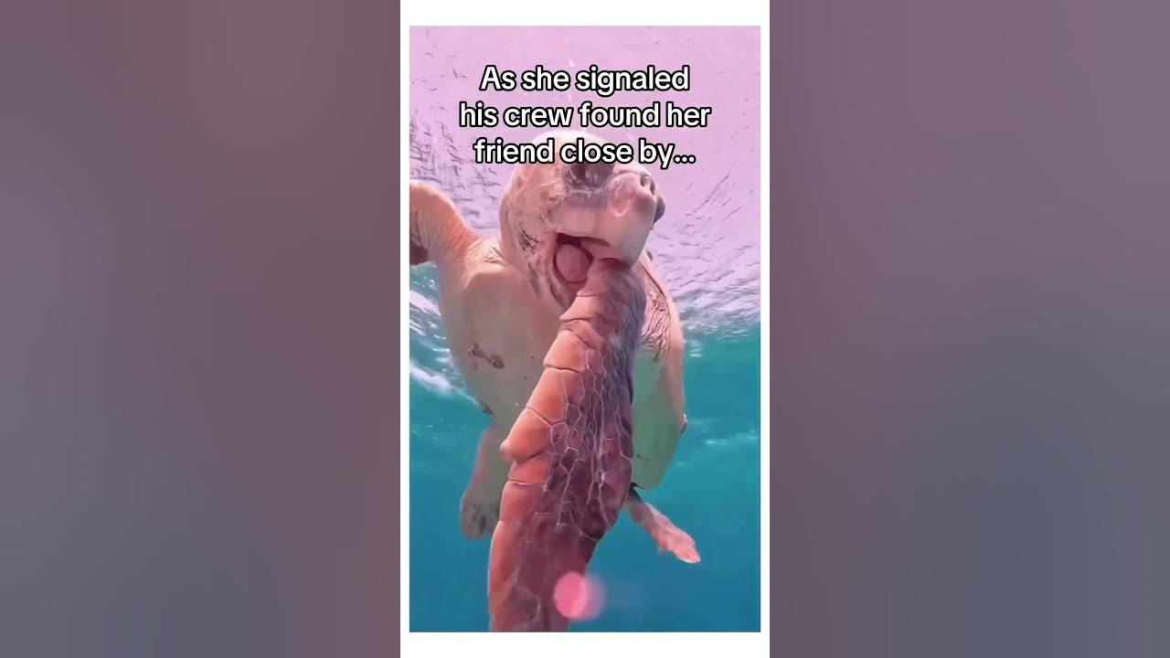 Sea turtle lead the man to his friend that was trapped 🥺 #seacreatures #seaturtles #animalrescue Sea turtle lead the man to his friend that was trapped 🥺 #seacreatures #seaturtles #animalrescue