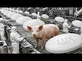 How Lux Soap Is Made from Pig Fat: Inside America’s Oldest Soap Factory (Full Process)