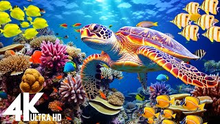 Ocean 4K - Sea Animals for Relaxation, Beautiful Coral Reef Fish in Aquarium - 4K Video Ultra HD #24 screenshot 3