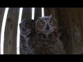 Papa and Great Horned Owlet #15-0281 Meet a Camera