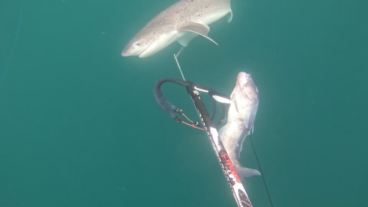 Spearfishing the dirty South. Kingfish , jack macrel, 7 gillers