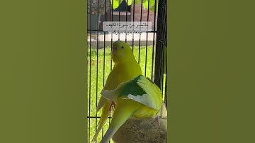 #سورة_الكهف #المصحف #قرآن #العراق #مصر #السعودية #طيور #البادجي #kuran #birds #lovebirds #budgies