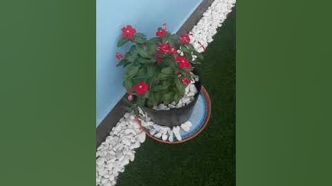 Vườn hoa trên sân thượng