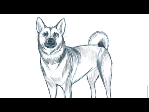 Video: 4 mënyra për t’i bërë dy qentë tuaj të ndalojnë së luftuari