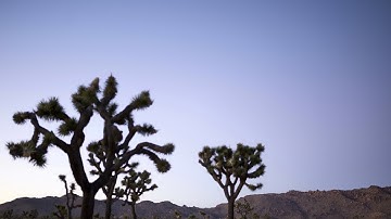 2017 11 Joshua Tree   Day to Night h264 420 4K 24 VHQ+