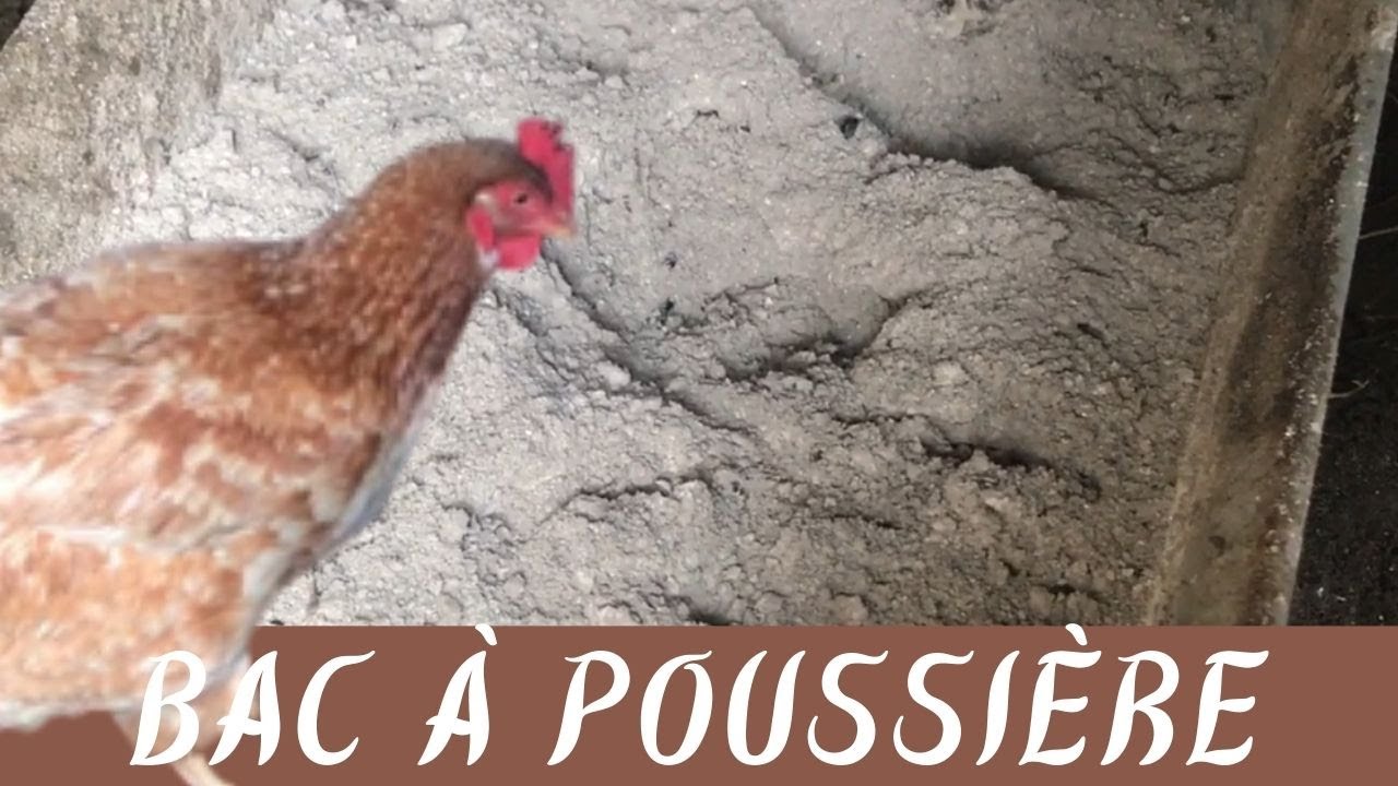 Bienêtre des poules le bac à poussière (cendre et terre de diatomée) à l