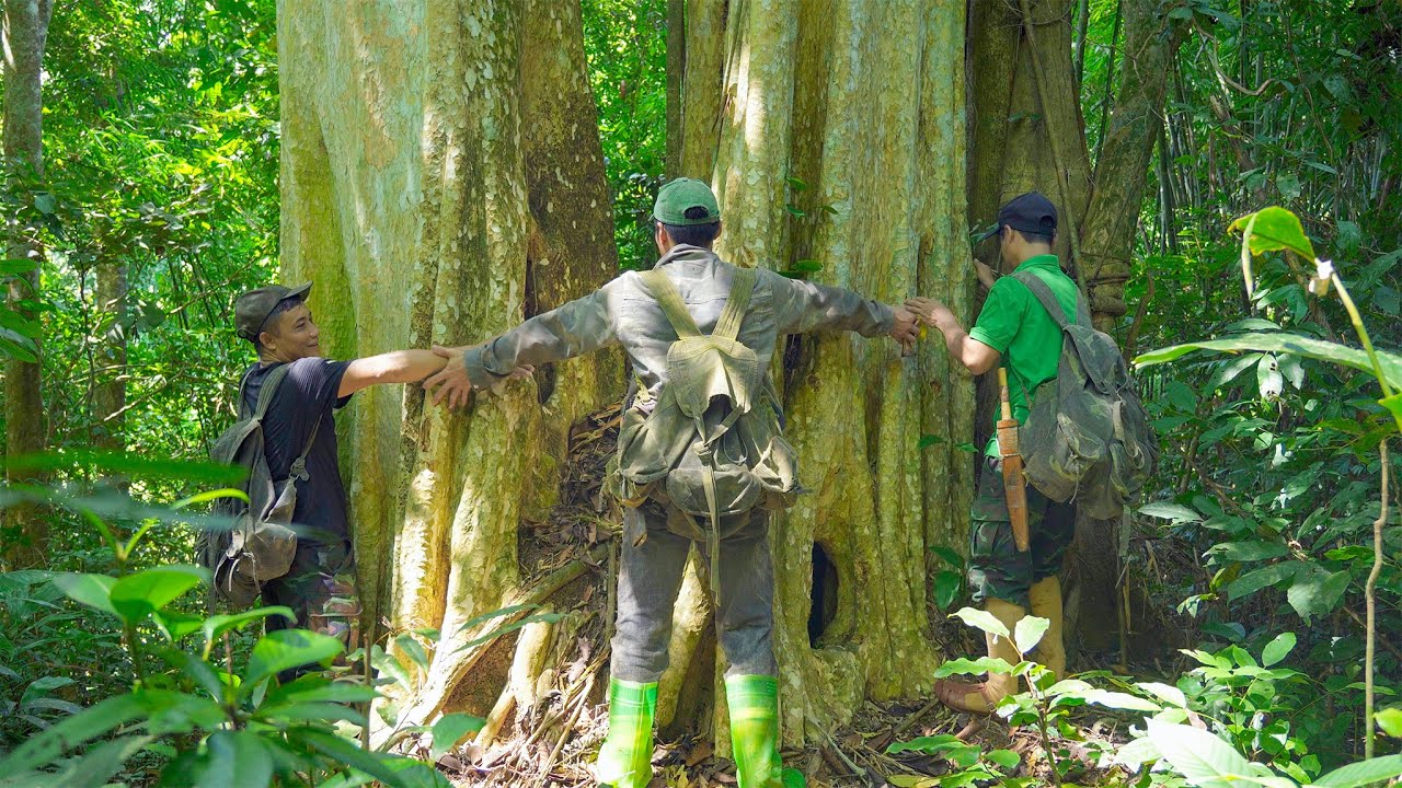 Cứ Ôm Lấy Gốc Cây Là Có Đồ Ăn - Mùa chôm chôm 2025