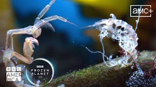 Skeleton Shrimp Brawl in a Kelp Forest  Frozen Planet II | BBC America