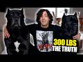 The HONEST Truth About Cane Corsos (I Own 300lbs of Them)