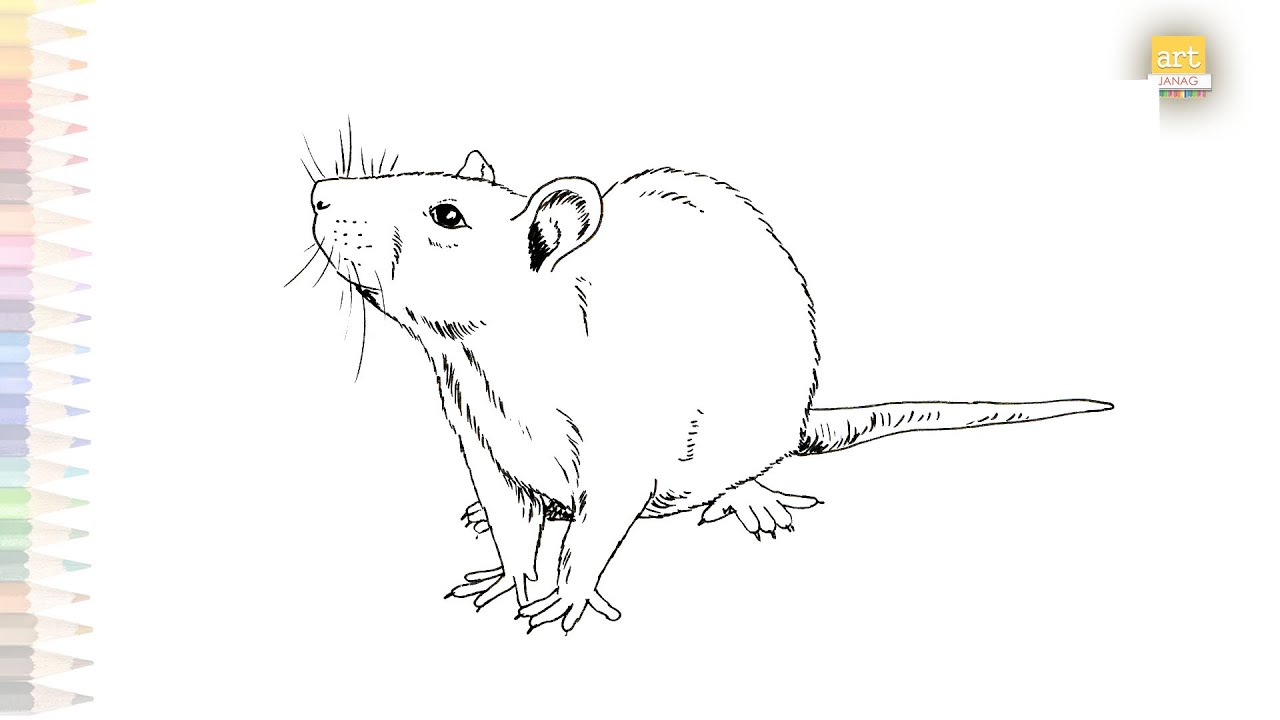 Vector hand drawn illustrations. Cute realistic rat. 2633350 Vector Art at  Vecteezy