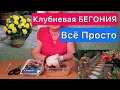 Клубневая БЕГОНИЯ. Секреты проращивания клубня. Просто и легко.