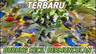 suara pikat burung kecil terbaru ini yg paling tepat untuk menipu burung lain