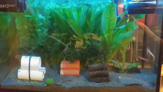 3 kuhli loaches and 3 java loaches glass surfing