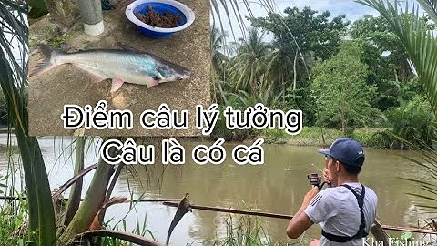 Câu cá tự nhiên, một ngày săn cá tra sông đầy cảm giác | Kha Fishing