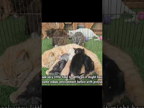 Heartwarming Kitten Rescue