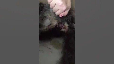 Watch the video about Maine coon Baby birth Kayla