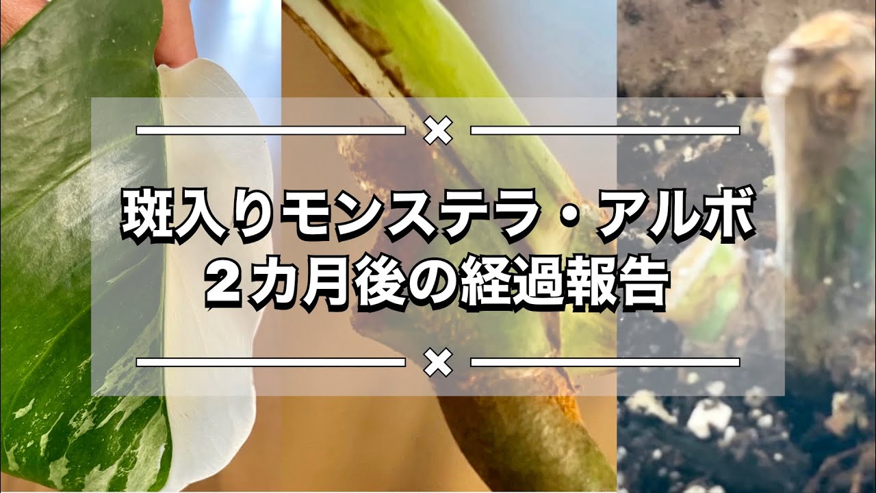 経過報告 2か月前に切って増やした斑入りモンステラ アルボ ボルシギアナ のその後レポ 観葉植物 Youtube 経過報告 2か月前に切って増やした斑入りモンステラ アルボ ボルシギアナ のその後レポ 観葉植物 Youtube
