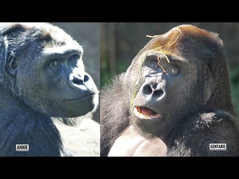 Have Young Gorillas become closer? | GENTARO & ANNIE | Ueno Zoo
