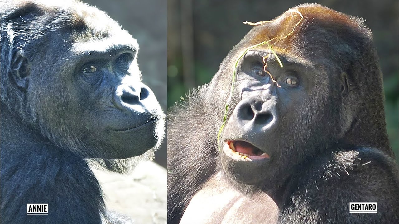 Молодые гориллы стали ближе друг к другу? | ГЕНТАРО И ЭННИ | Зоопарк Уэно