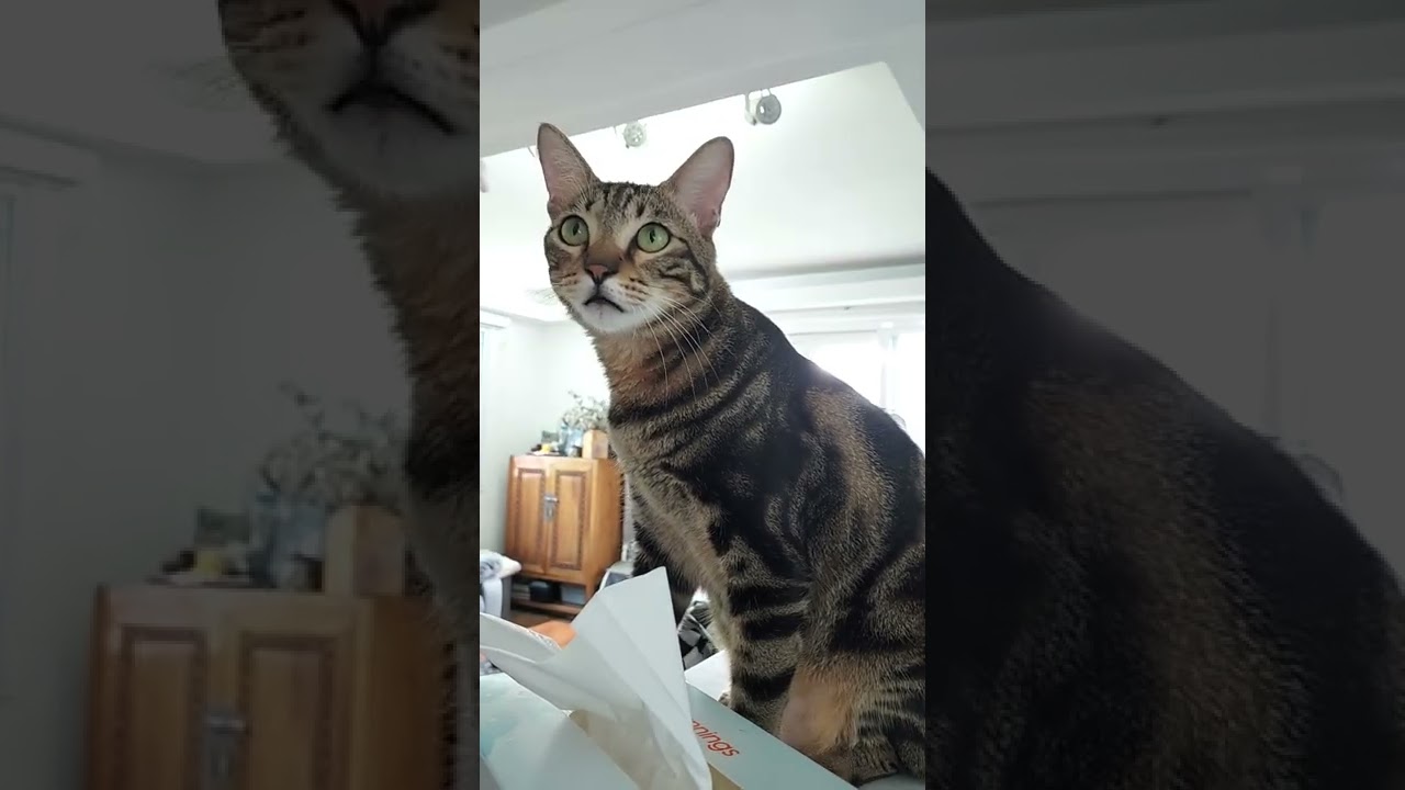 Hungry cat crying wants food