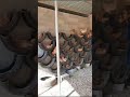 Amazing Jinsi Sehemu Za Kutagia Zilivyo Pangiliwa Kwa Ujenzi Wa Mabanda Incubators Solar Tupigie