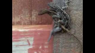 Gecko porn.MOV