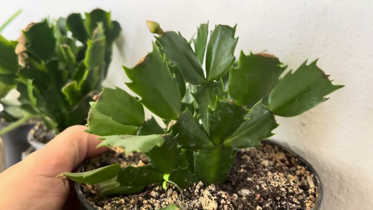 Yılbaşı çiçeği ne  nasıl bakılır ikinci kez çiçek açan yılbaşı çiçeği 