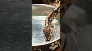 Celebrity Ball Python blowing bubbles #reptile #ballpython #snake #bubbles #cute #serotoninboost Wealth