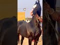 Most Powerful Horses in the World