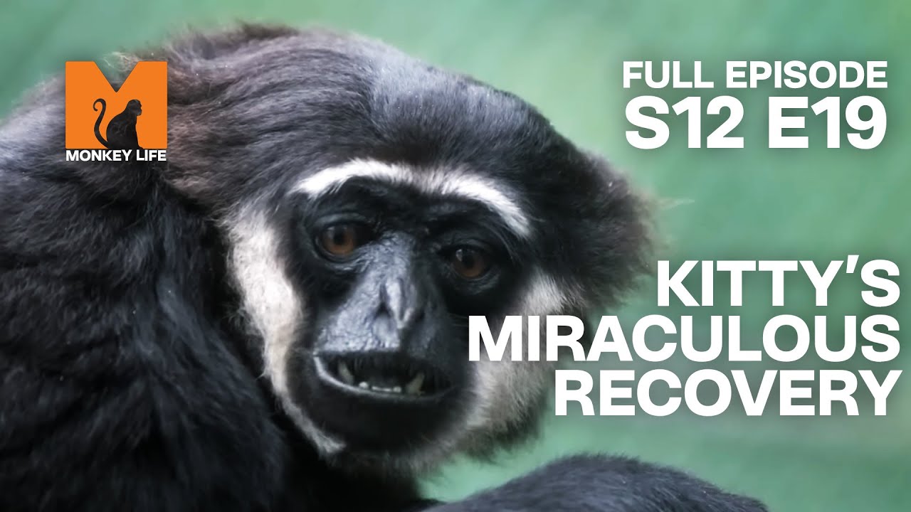 Kitty's Miraculous Recovery | Season 12 Episode 19 | Full Episode | Monkey Life