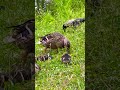 Duck with ducklings on a walk |Catherine Park (Tsarskoe Selo) #shorts