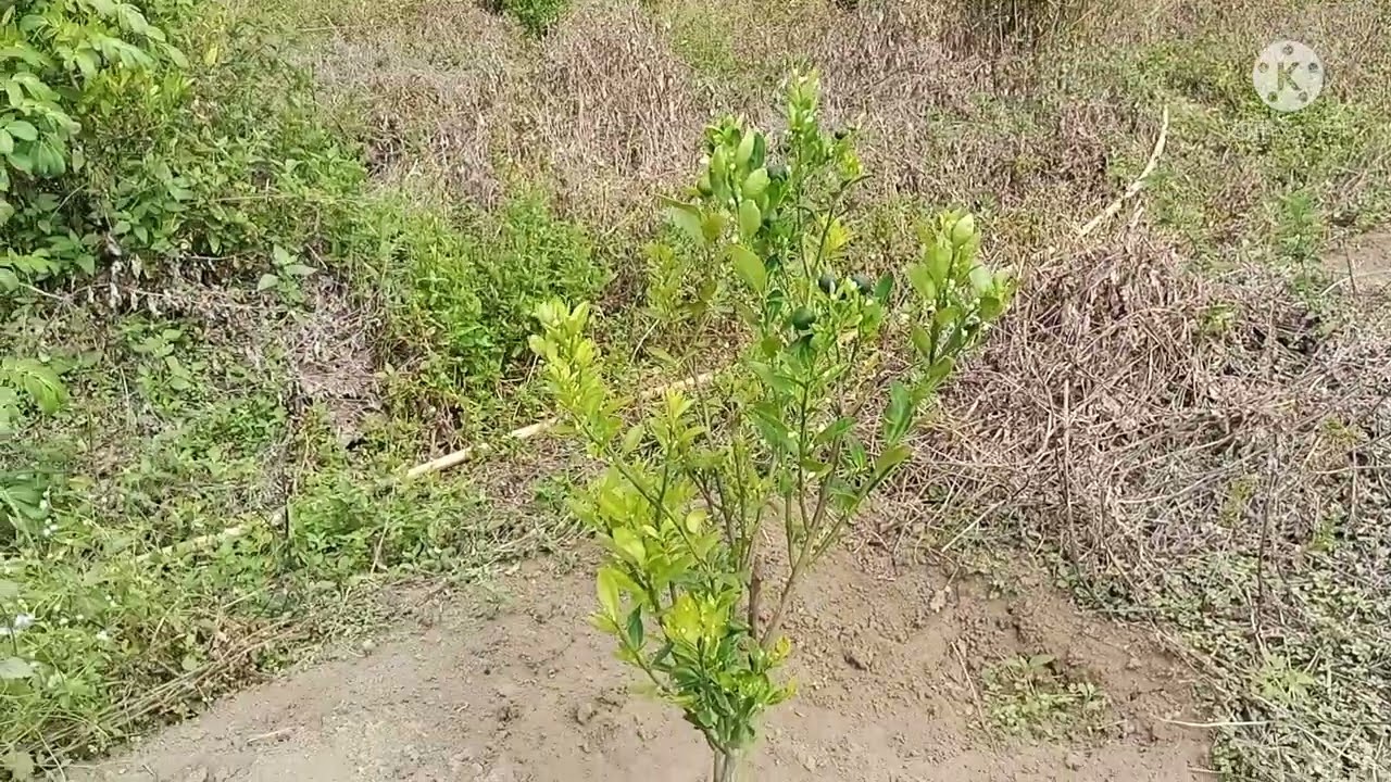 kebun jeruk kasturi penuh dengan bunga
