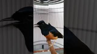 Download Lagu Muray Isian #kicaumania #muraybatuindonesia #muraybatumedan #fyp MP3