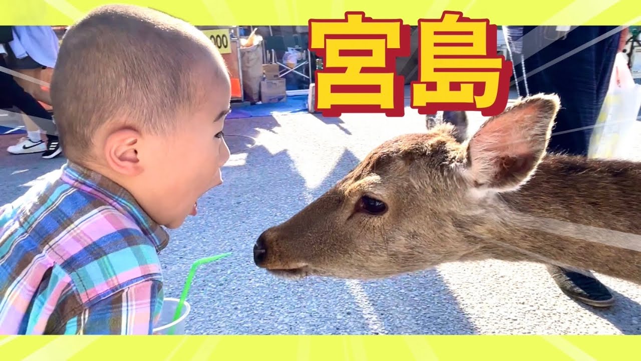 【広島旅行】宮島の厳島神社に行ったらシカに歓迎されました😱🦌💦 #鹿児島  #宮島  #厳島神社