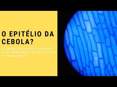 O MUNDO MICROSCÓPICO DAS CÉLULAS VEGETAIS: O EPITÉLIO DA CEBOLA